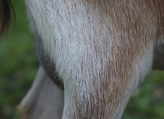 lesperance caramel drizzle